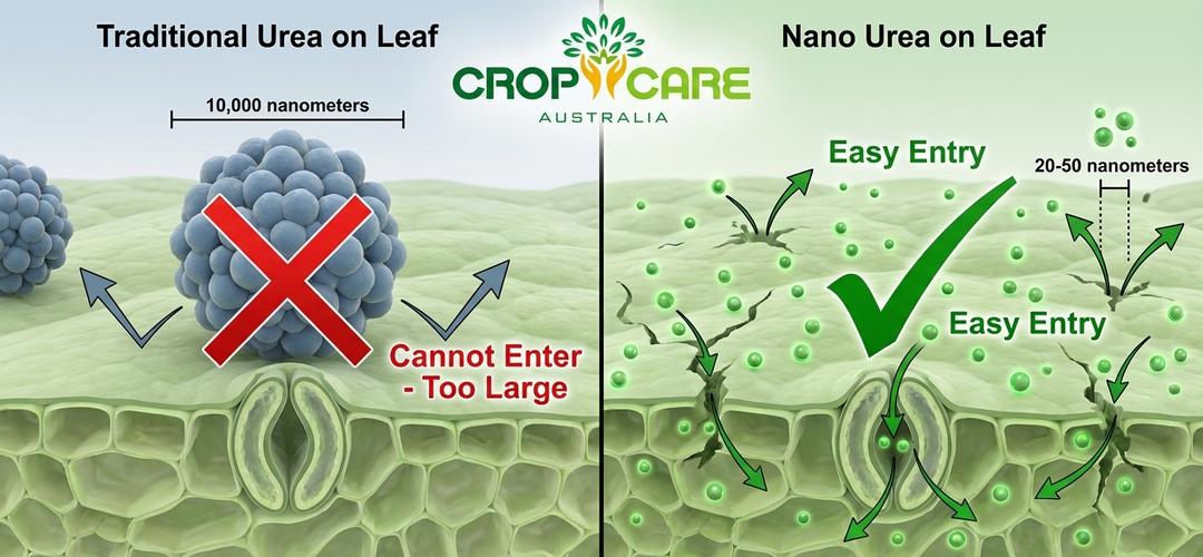 Cluster comparison between traditional and nano urea plus